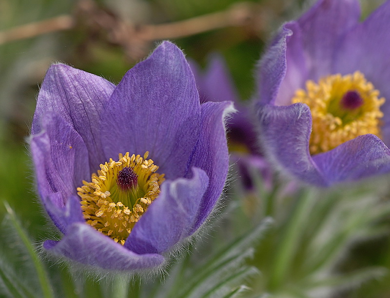 Blume DDD_3274 Kopie.jpg   26.04.jpg